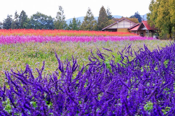 『かざはやの里・楊谷寺・長谷寺 京都・三重・奈良のあじさい名所めぐり 圧巻のラベンダー畑と火の谷温泉で憩う』【天王寺・なんばパークス・梅田 出発】<ゆったり旅>2